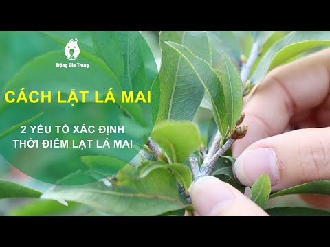 Cách lặt lá mai nở đúng ngày Tết - SFARM (Nuôi dưỡng vườn xanh)