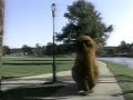 Classic Sesame Street Snuffy And Barkley At The Park