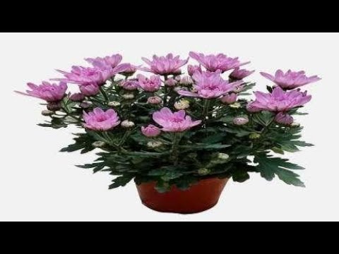 小雛菊好種嗎