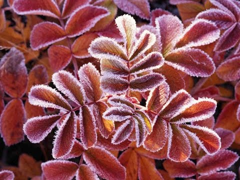 QZX800 LLE D2 WEB1NAR