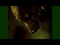 Feathers Fur Or Fins Flying Fox Don Spencer Music For Kids