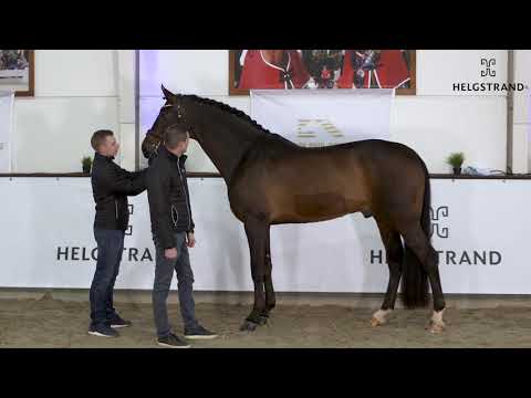 Revolution von Rocky Lee / Rouletto – hengst geboren 2013 (GER)