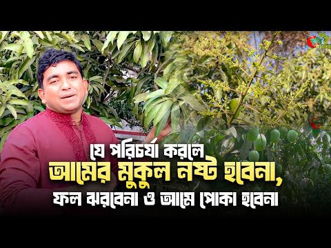 যে পরিচর্যা করলে- আমের মুকুল নষ্ট হবেনা, ফল ঝরবেনা ও আমে পোকা হবেনা