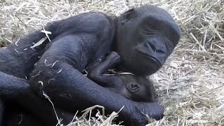 Newborn baby gorilla bonds with mother at Calgary Zoo