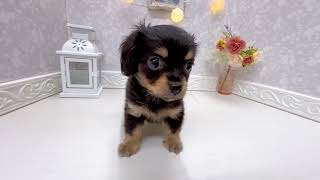 ハーフ犬の動画01