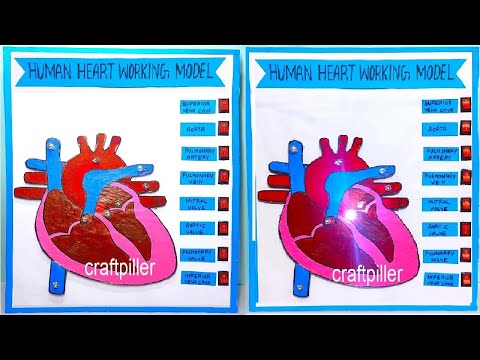 brain working model 3d science project for exhibition in simple and easy diy parts craftpiller