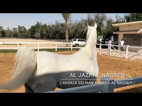 AL JAZI AL NASSER ... { Ansata Selman x Amira Al Nasser ) Bred & Owned by : Al Nasser Stud - Qatar