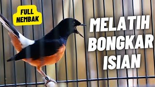 Download lagu MURAI BATU GACOR FULL ISIAN TEMBAKAN KASAR SANGAT AMPUH MELATIH MURAI BATU BONGKAR ISIAN mp3 Download lagu MURAI BATU GACOR FULL ISIAN TEMBAKAN KASAR SANGAT AMPUH MELATIH MURAI BATU BONGKAR ISIAN mp3