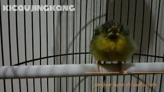 Download lagu suara anakan wiceh buat manggil indukan mp3 Download lagu suara anakan wiceh buat manggil indukan mp3