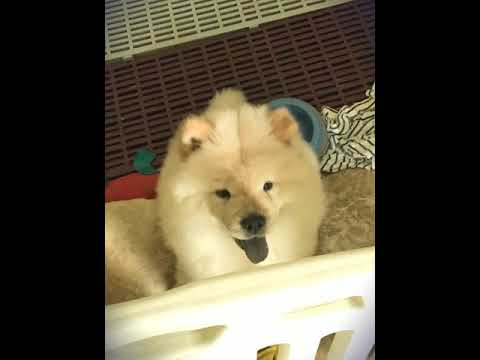 鬆獅犬 堡堡