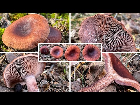 Pilzportrait - Kampfermilchling, Lactarius camphoratus | Lactarius cimicarius, Lactarius fragilis