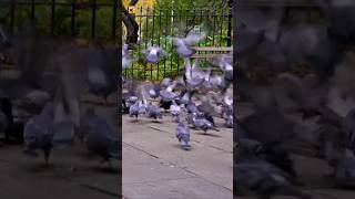 Pigeon Sounds in the Park