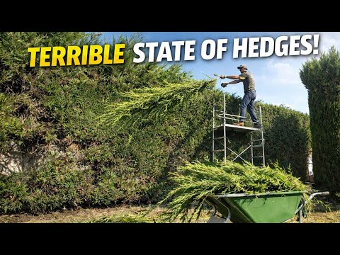 Entretien espace vert copropriété Cournon-d'Auvergne