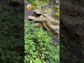 Is This Dinasour Shortsvideo Shortsbeta Shortsyout Dinasour Snakevideo Snakeprank Snakegame