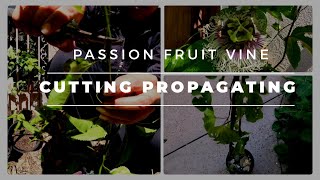 Passion Fruit Cutting and Care/ How to Root cuttings/ Multiply your plants/ from cutting to fruiting