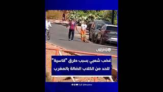 اعتبره مواطنون أسلوبا غير إنساني .. غضب شعبي بسبب طرق "قاسية" للحد من الكلاب الضالة بالمغرب thumbnail