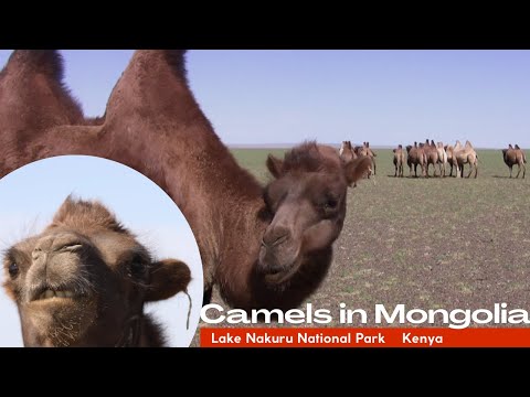 Incontri ravvicinati con Cammelli Battriani in Mongolia . Close encounters with Bactrian Camels