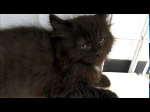 Kalvin Kiefer and Kamille