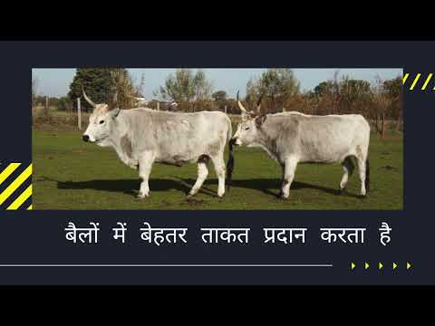 Anfotal nutritions animal vitamin & chelated mineral feed su...