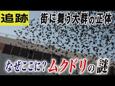 ムクドリをバルコニーから遠ざけるにはどうすればいいですか？厄介で騒々しい害虫を追い払うための 5 つのヒント  庭園