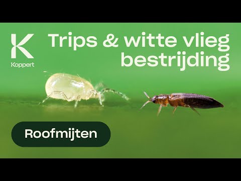 トランセウス・モントリオレニスでの旅行＆ツアー (Trips & witte vlieg bestrijden met roofmijt Transeius montdorenis)