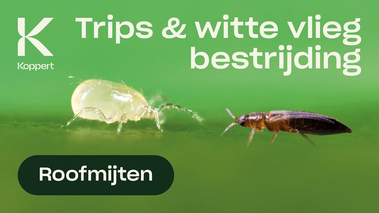 Video preview poster