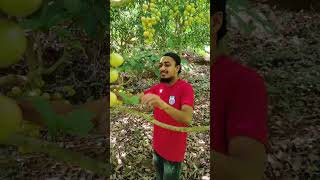 ঘুরে আসলাম নরসিংদীর লটকন বাগান ও মিনি সাজেক