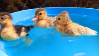 Ketika Bebek Bebek  Sedang Berenang