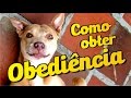 Vídeo Aula - O que faz um cão obedecer? 