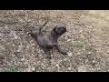 The Puppy Knew This Rescue Was Her Last Chance To Escape A Life Of Suffering