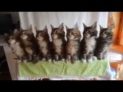 all cute cats in a row dancing super cool