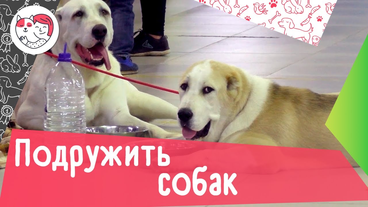 Как подружить собак друг с другом: 5 советов