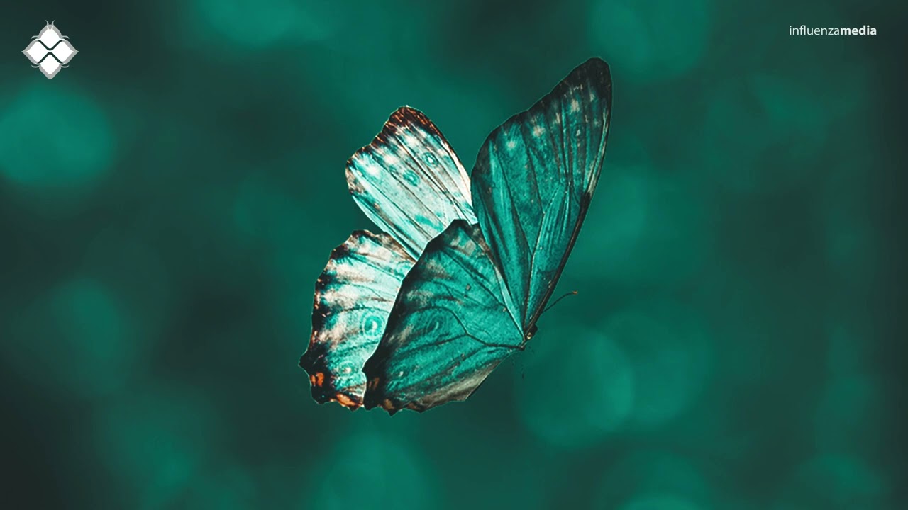 Oversight - Butterflies (feat. Emilee Boyce)