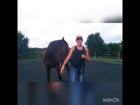 KT's Training Tips - Free Lunging