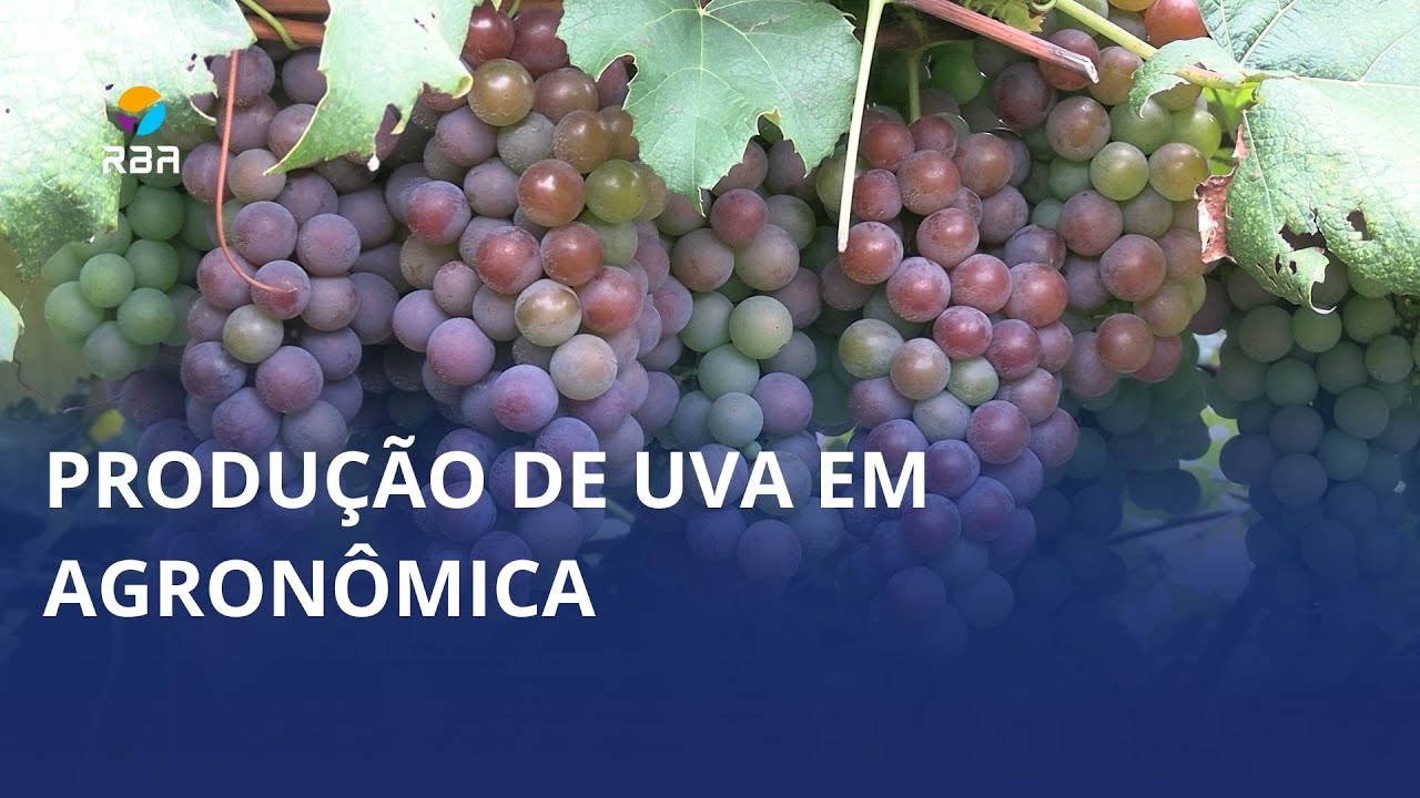 Produção surpreendeu! 🍇