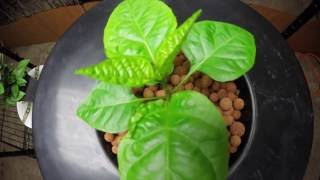 Amazing 1 Month Time Lapse of a Chocolate Bhutlah Pepper Plant in a Homemade DWC Hydroponic System