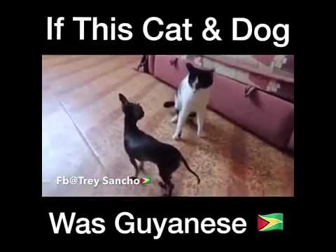 If this dog and cat were from guyana