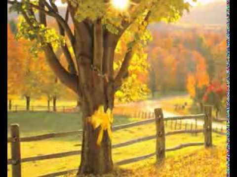 Performance Tie A Yellow Ribbon Round The Ole Oak Tree By Ferrante Teicher Secondhandsongs