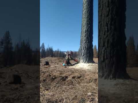 TIMBERFALLING ANOTHER WINDY DAY. P. PINE, DIXIE FIRE. CHESTER CA.