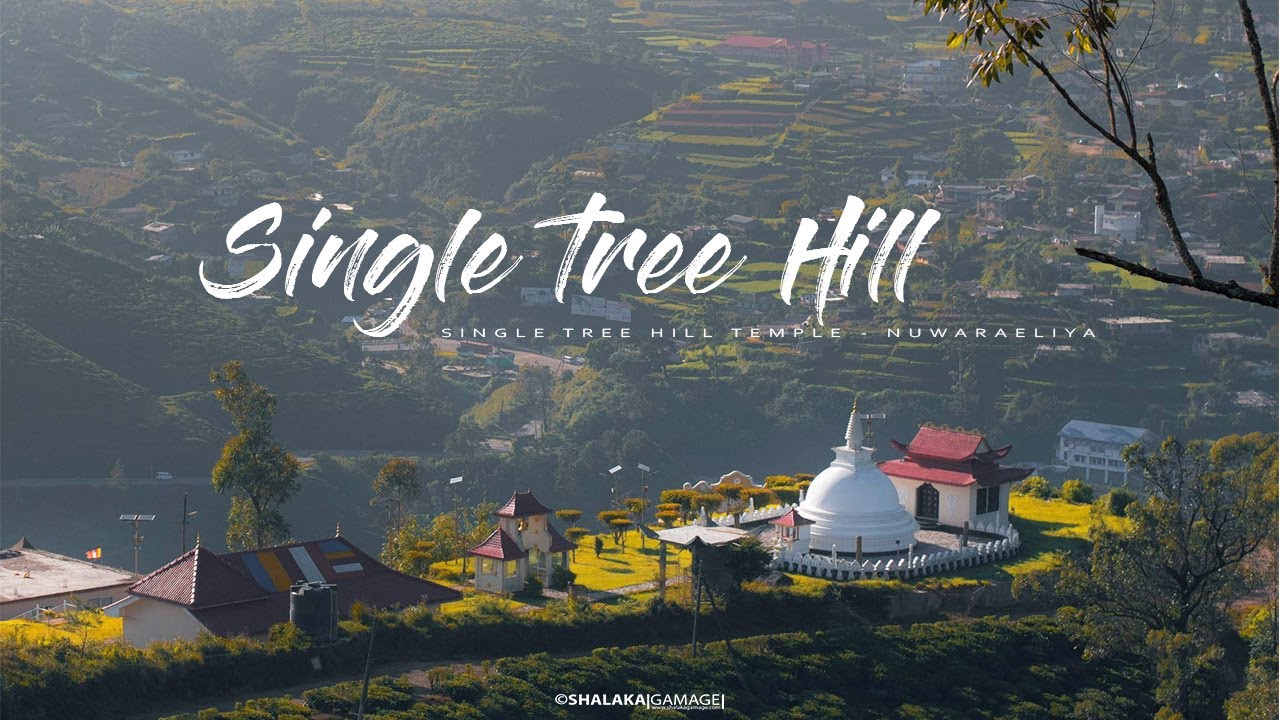 Experience the enchanting aerial views of Single Tree Hill.