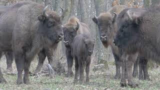 Зовът на дивите дебри