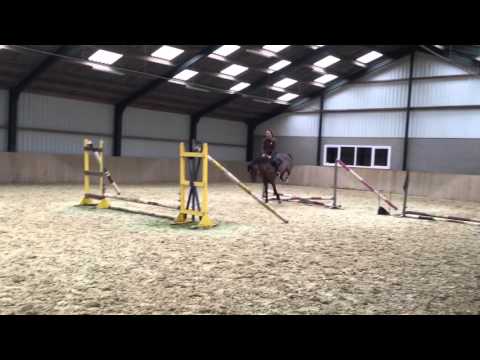 Zangersheide approved stallion Calvaro x Quidam de Revel x Grannus x Pilot