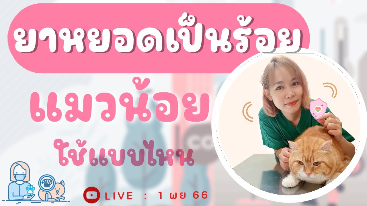 ยาหยอดหมัดแมวมีเป็นร้อย เลือกแบบไหนให้แมวน้อยดี? สรุปจาก Sasi Cat Craft