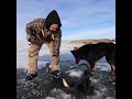 Video Thumbnail for Whale 2.0 lb Perch 15.1” Long #Shorts