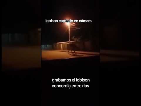 lobison #captadoencamara concordia entre rios #concordia #suscribete #lobo #viralvideos #fypシ゚viral