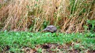 preview picture of video 'Chukar Partridge in Elmira, ON'