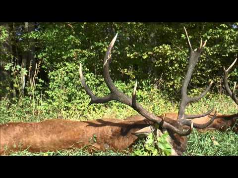 Platzhirsch erlegt - 2. Teil