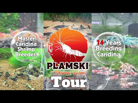 Plamski Shrimp Room Tour