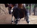 Mosi The Floppy Eared Okapi Calf