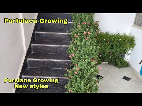 I decorated my staircase with some plants. purslane in a new way on porches .old plastic oil can.